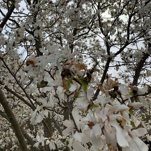 Meet your Posher, Parmis